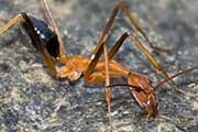 Spider Ant (Leptomyrmex rufipes) (Leptomyrmex rufipes)